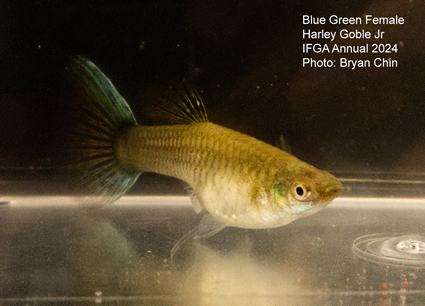 female guppy blue green